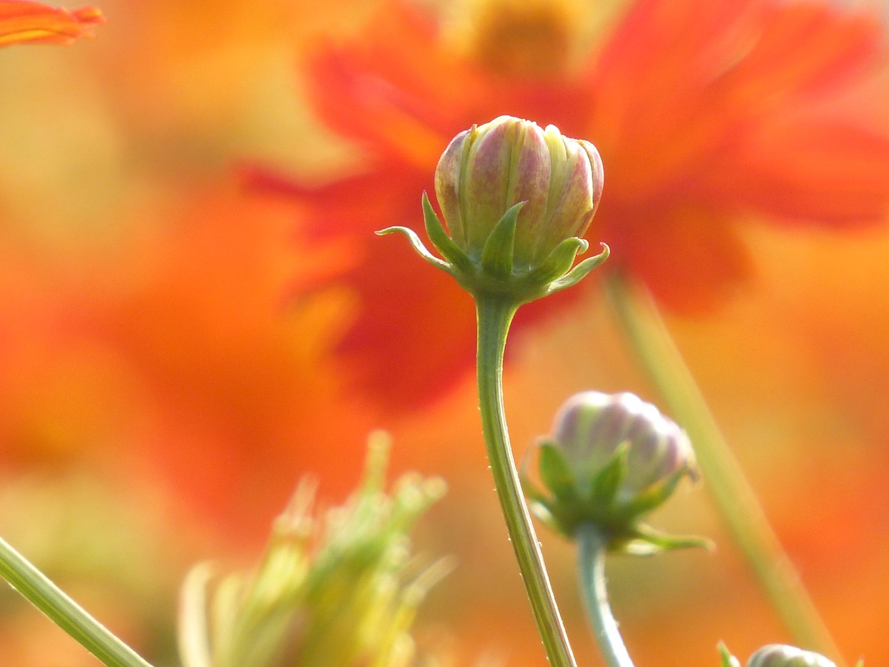 flower-2140061_1280.jpg